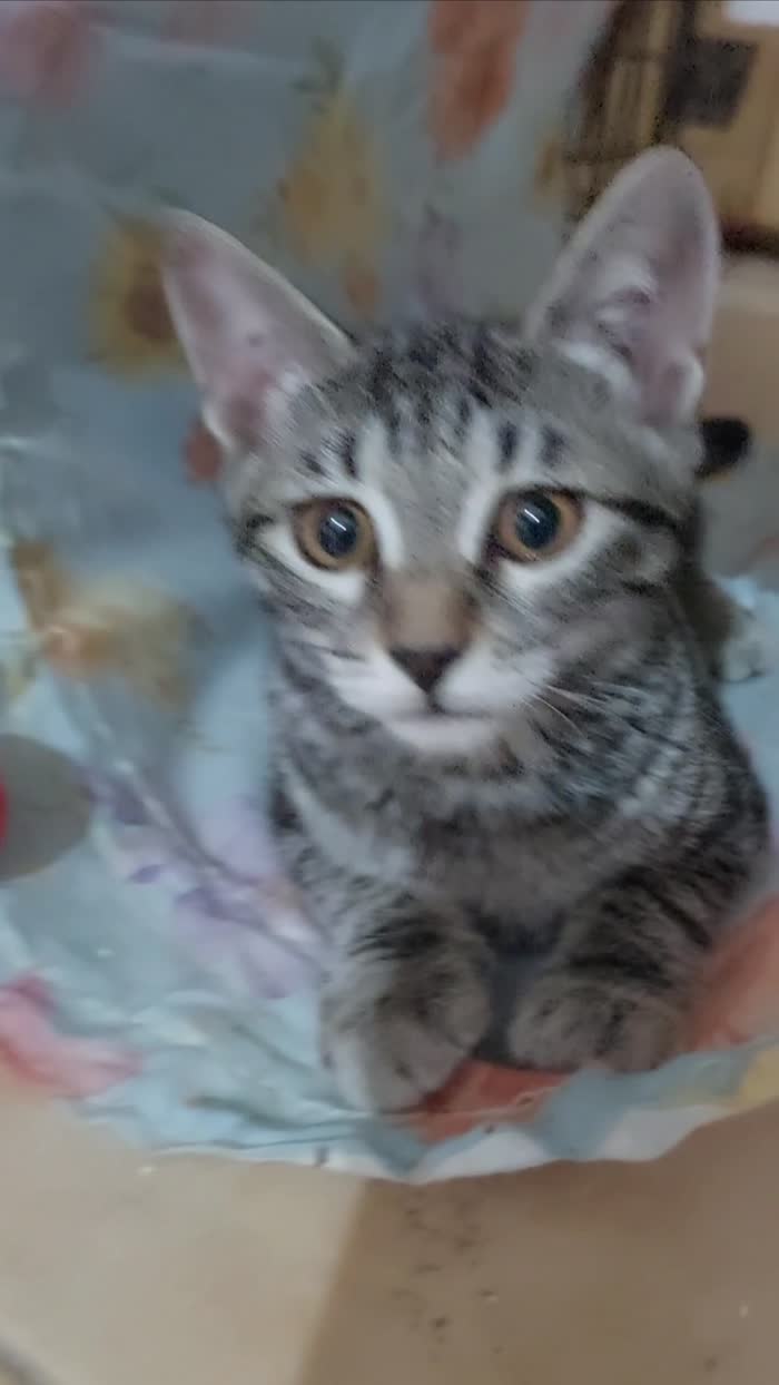 Isobel, bellissima tigrotta cerca casa ❣️ - media 5