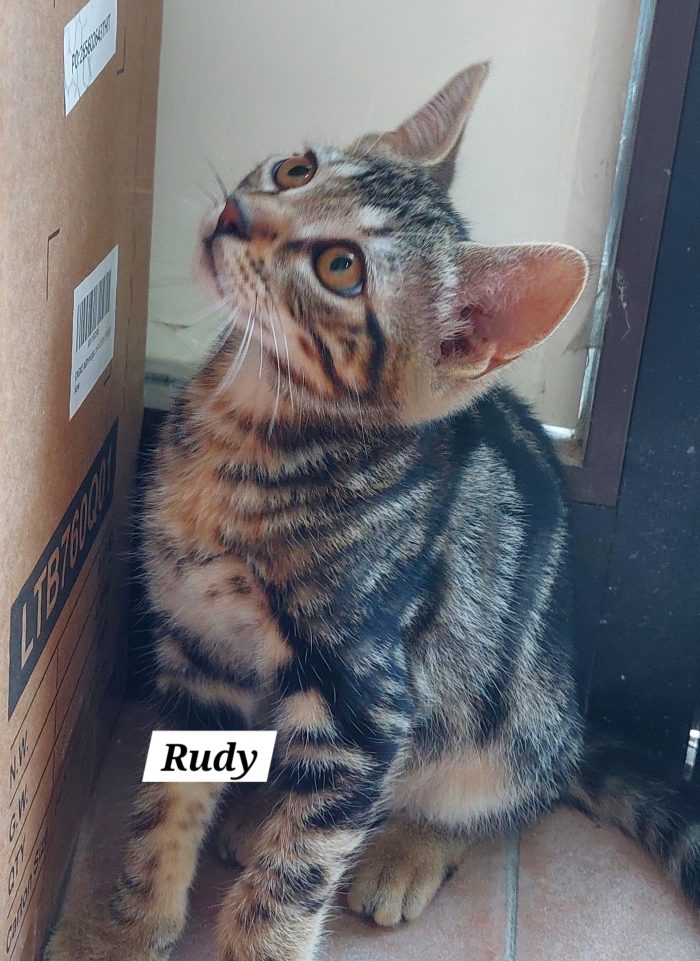 Il piccolo Rudy cerca una casa ❣️