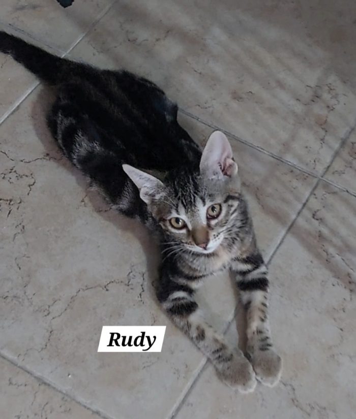 Il piccolo Rudy cerca una casa ❣️