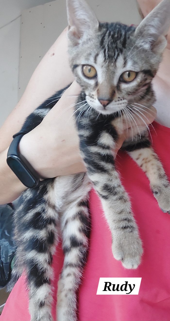 Il piccolo Rudy cerca una casa ❣️