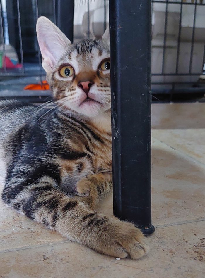 Il piccolo Rudy cerca una casa ❣️ - media 4