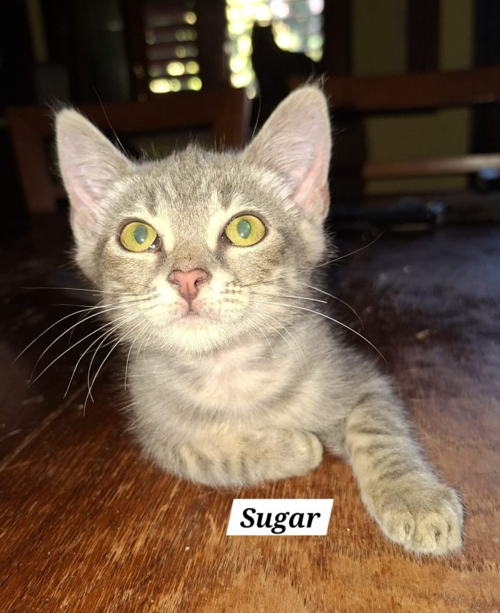 Sugar cerca casa ❣️
