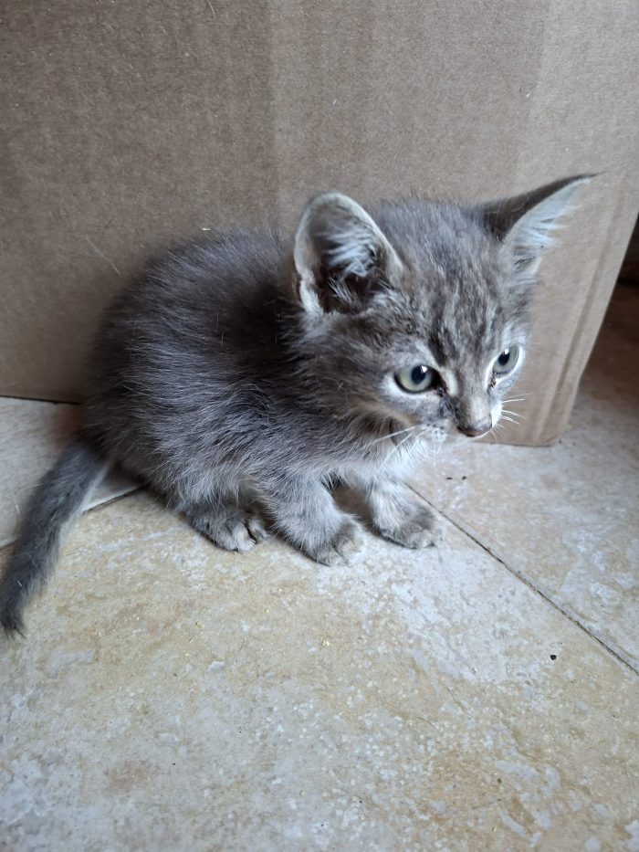 Sugar cerca casa ❣️ - media 5