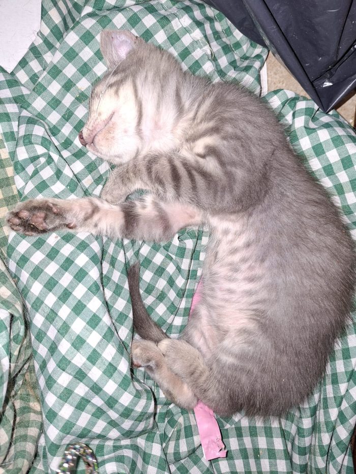 Sugar cerca casa ❣️