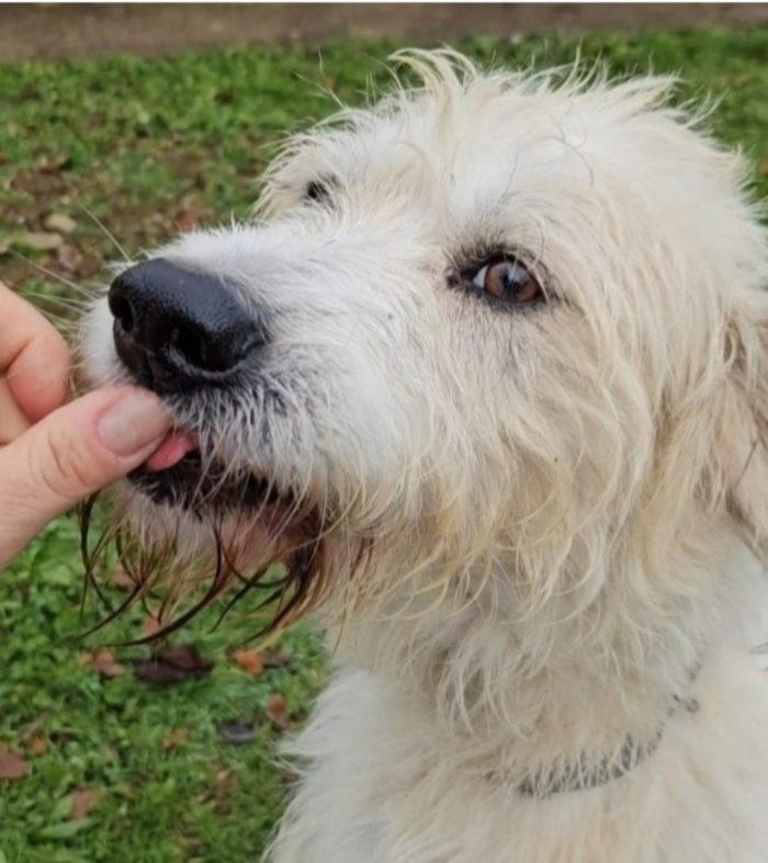 Simil Spinone splendido salvato dal suo aguzzino 3anni fa! SOS CASA NOVARA