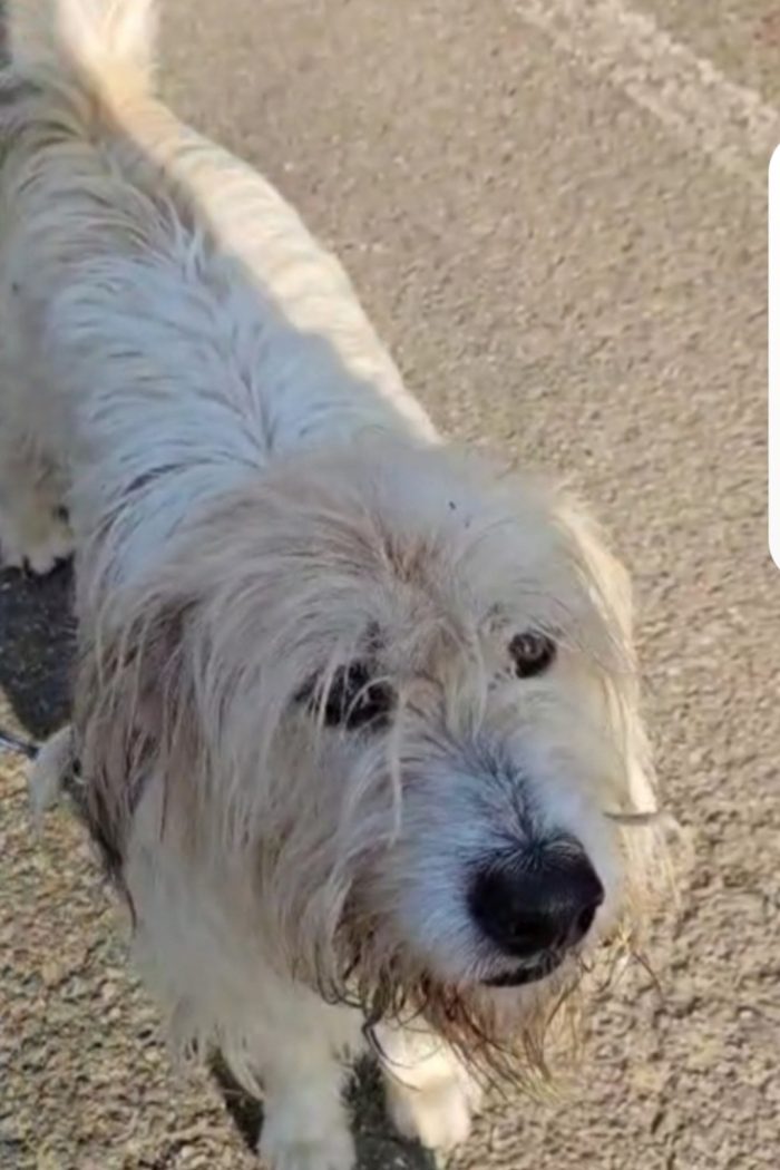 Simil Spinone splendido salvato dal suo aguzzino 3anni fa! SOS CASA NOVARA