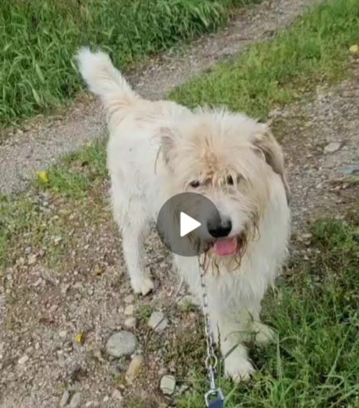Simil Spinone splendido salvato dal suo aguzzino 3anni fa! SOS CASA NOVARA - media 4