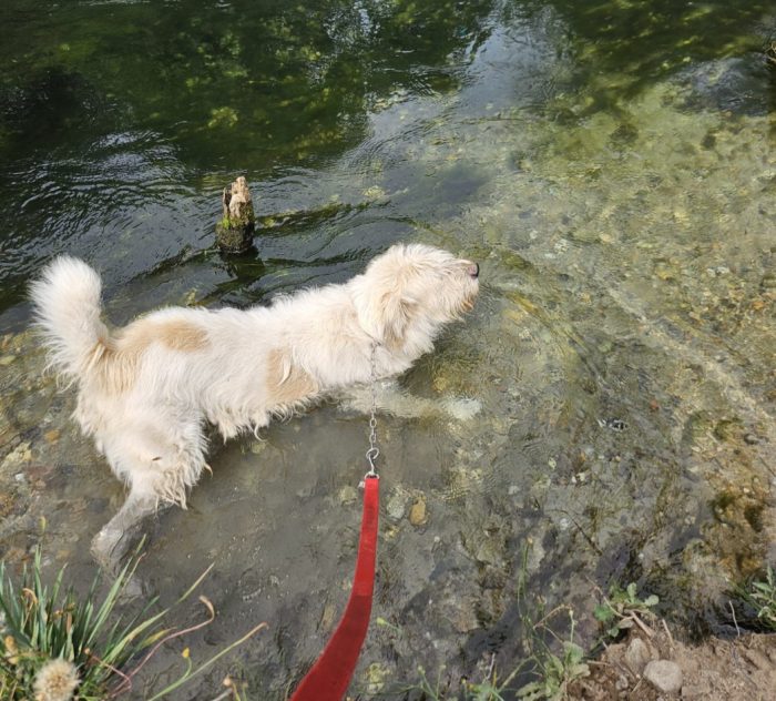 Simil Spinone splendido salvato dal suo aguzzino 3anni fa! SOS CASA NOVARA - media 6