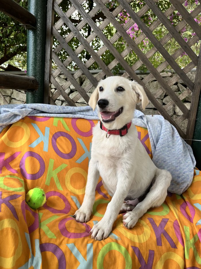 Giove il cane che sorride sprizza gioia , i suoi occhi sorridono….. Non sa ancora che è condannato a vita in un box …