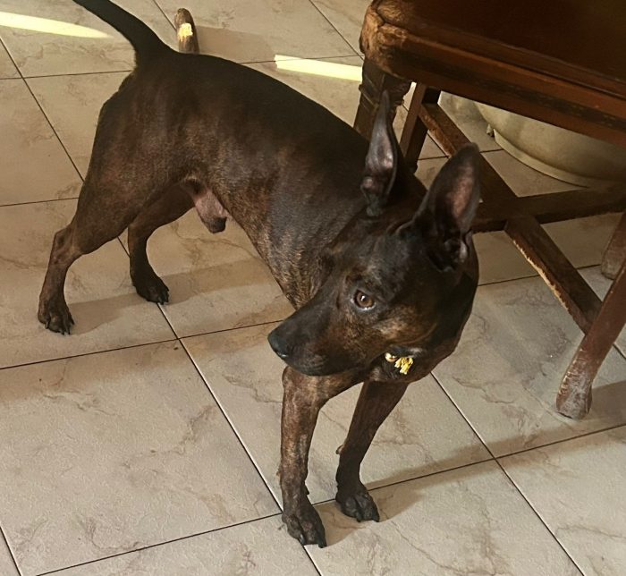 Tigratino mix Pinscher 4anni kg12/13 viveva isolato in campagna! CASERTA - media 7