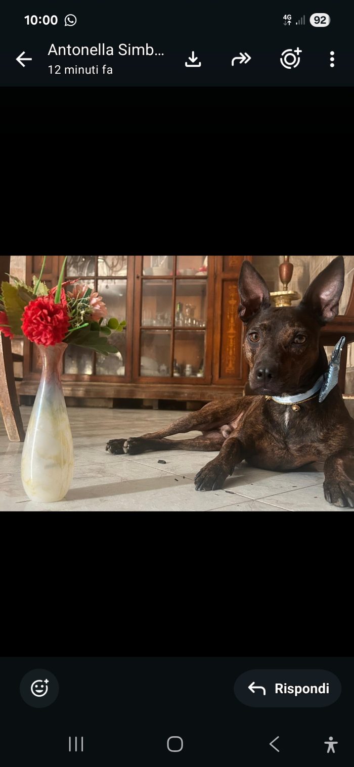 Tigratino mix Pinscher 4anni kg12/13 viveva isolato in campagna! CASERTA