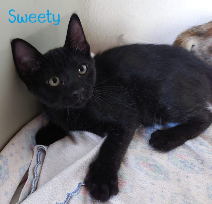 Sweety alla riscossa!