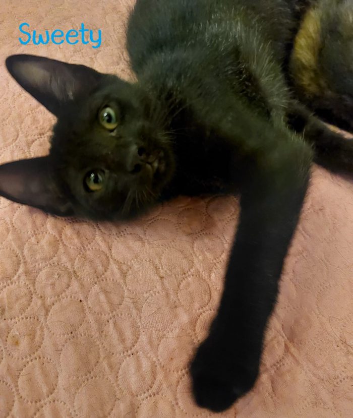 Sweety alla riscossa!