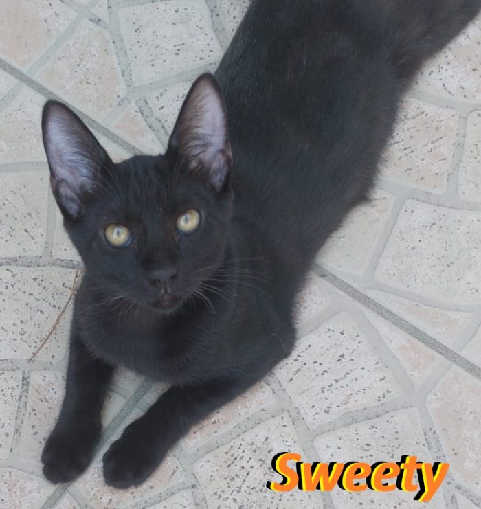 Sweety alla riscossa!