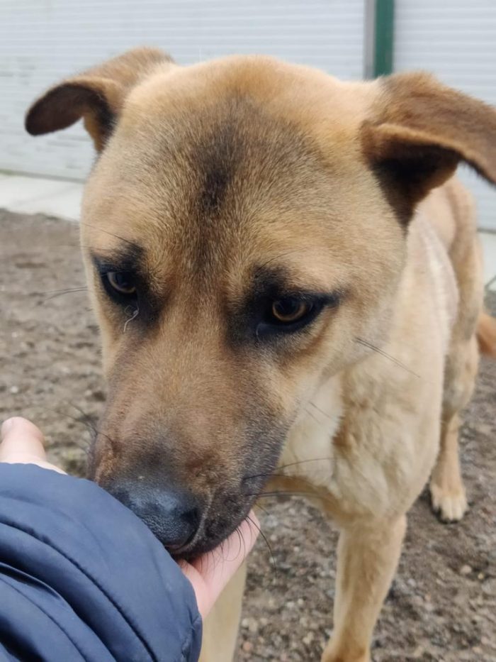 Paperino cane curiosone con mantello fulvo, un po’ schivo - media 4