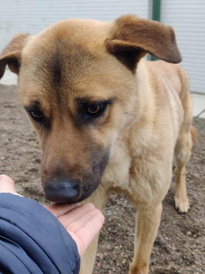 Paperino cane curiosone con mantello fulvo, un po’ schivo - media 6