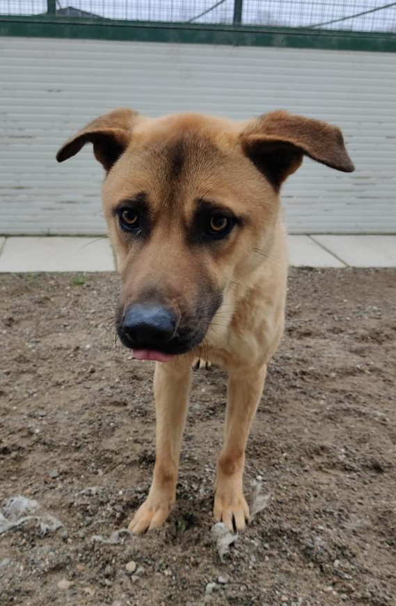 Paperino cane curiosone con mantello fulvo, un po’ schivo