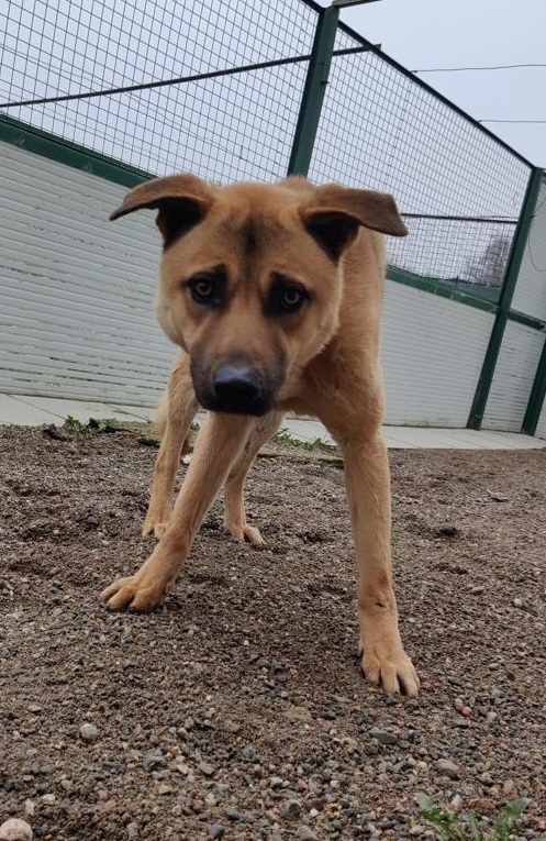 Paperino cane curiosone con mantello fulvo, un po’ schivo