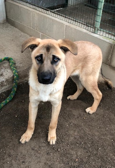Paperino cane curiosone con mantello fulvo, un po’ schivo