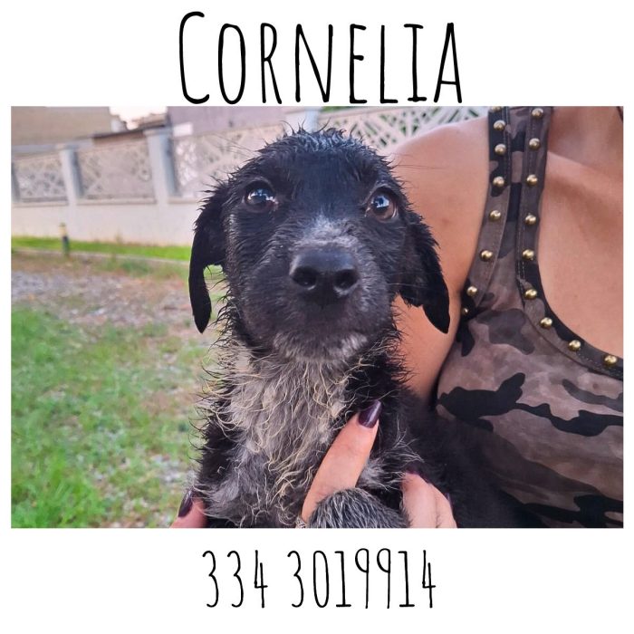 Cornelia ti aspetta - media 4