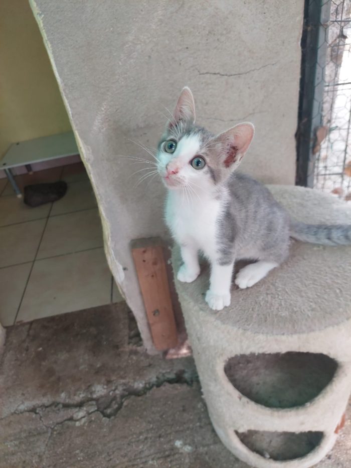 💖🐾 ISIDE E VENERE CERCANO CASA... INSIEME 🐾💖 - media 4