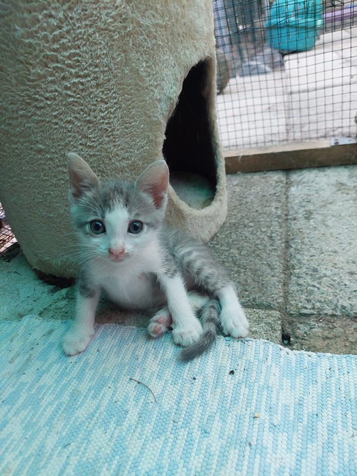 💖🐾 ISIDE E VENERE CERCANO CASA... INSIEME 🐾💖