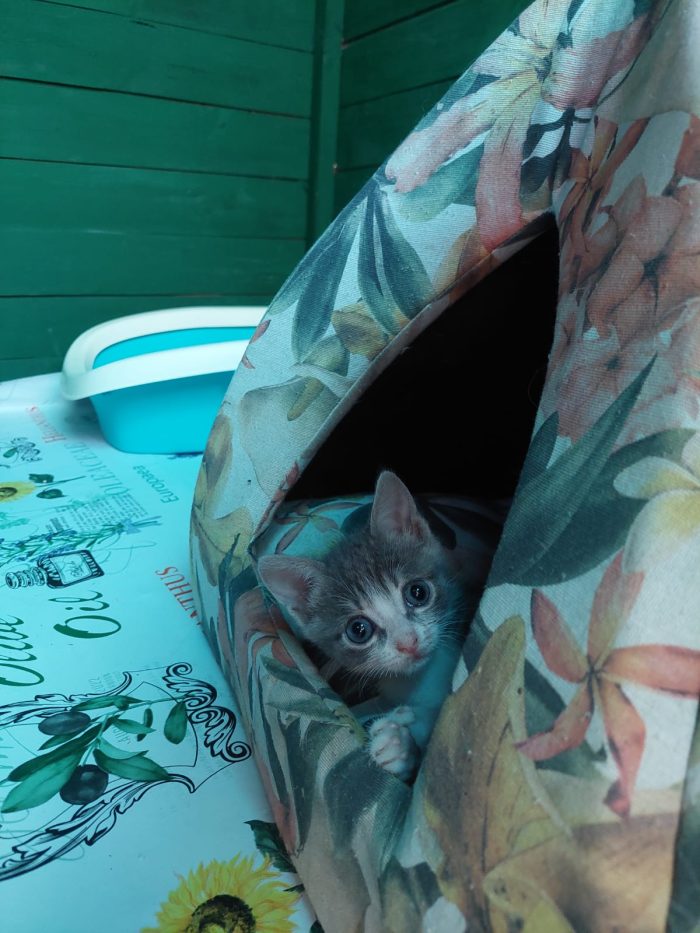 💖🐾 ISIDE E VENERE CERCANO CASA... INSIEME 🐾💖