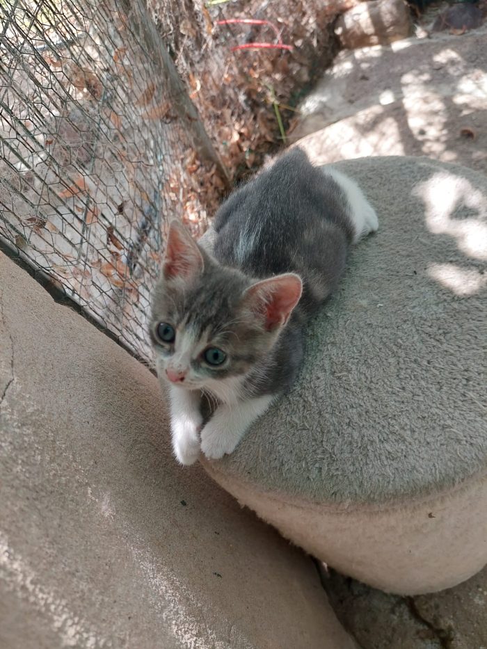 💖🐾 ISIDE E VENERE CERCANO CASA... INSIEME 🐾💖 - media 5