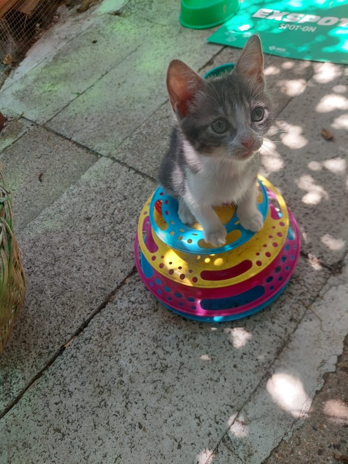 💖🐾 ISIDE E VENERE CERCANO CASA... INSIEME 🐾💖 - media 6