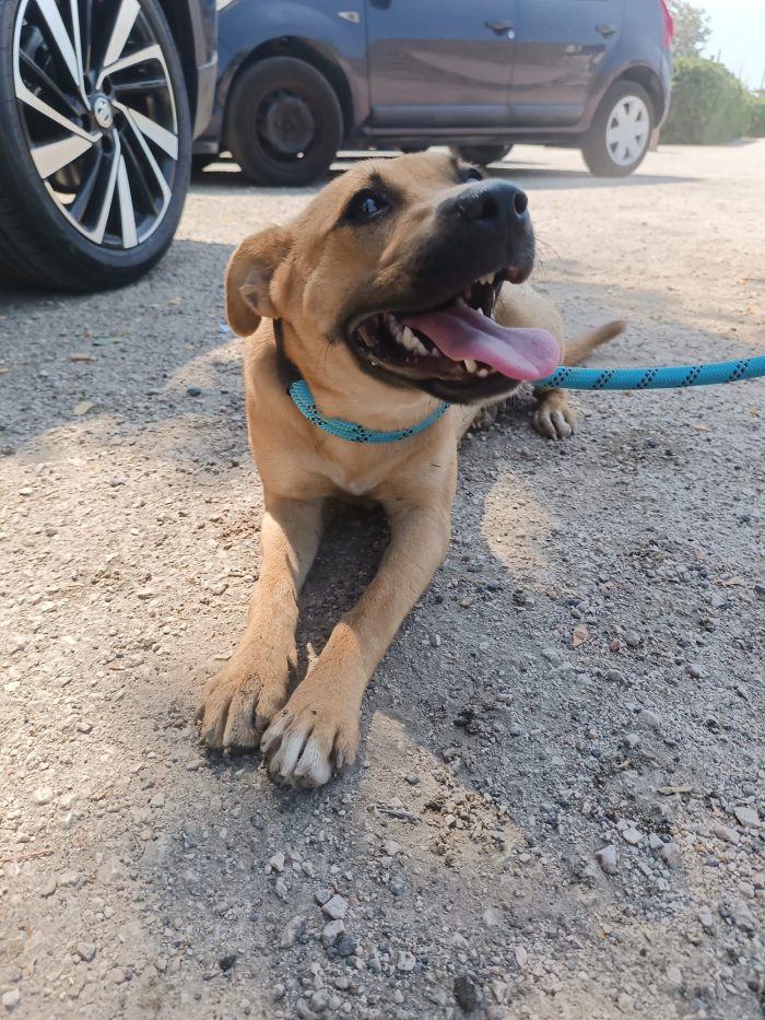 Andreina dolcissima cagnolina cerca casa