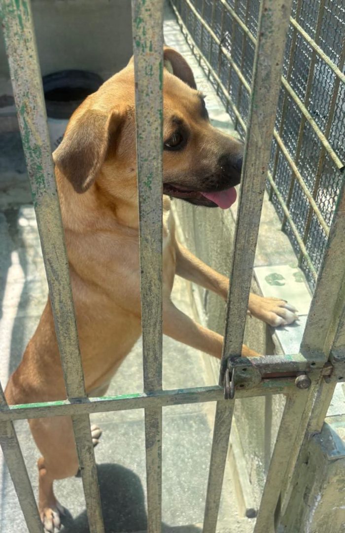 Andreina dolcissima cagnolina cerca casa - media 4