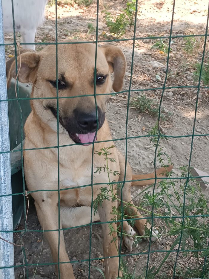 Andreina dolcissima cagnolina cerca casa