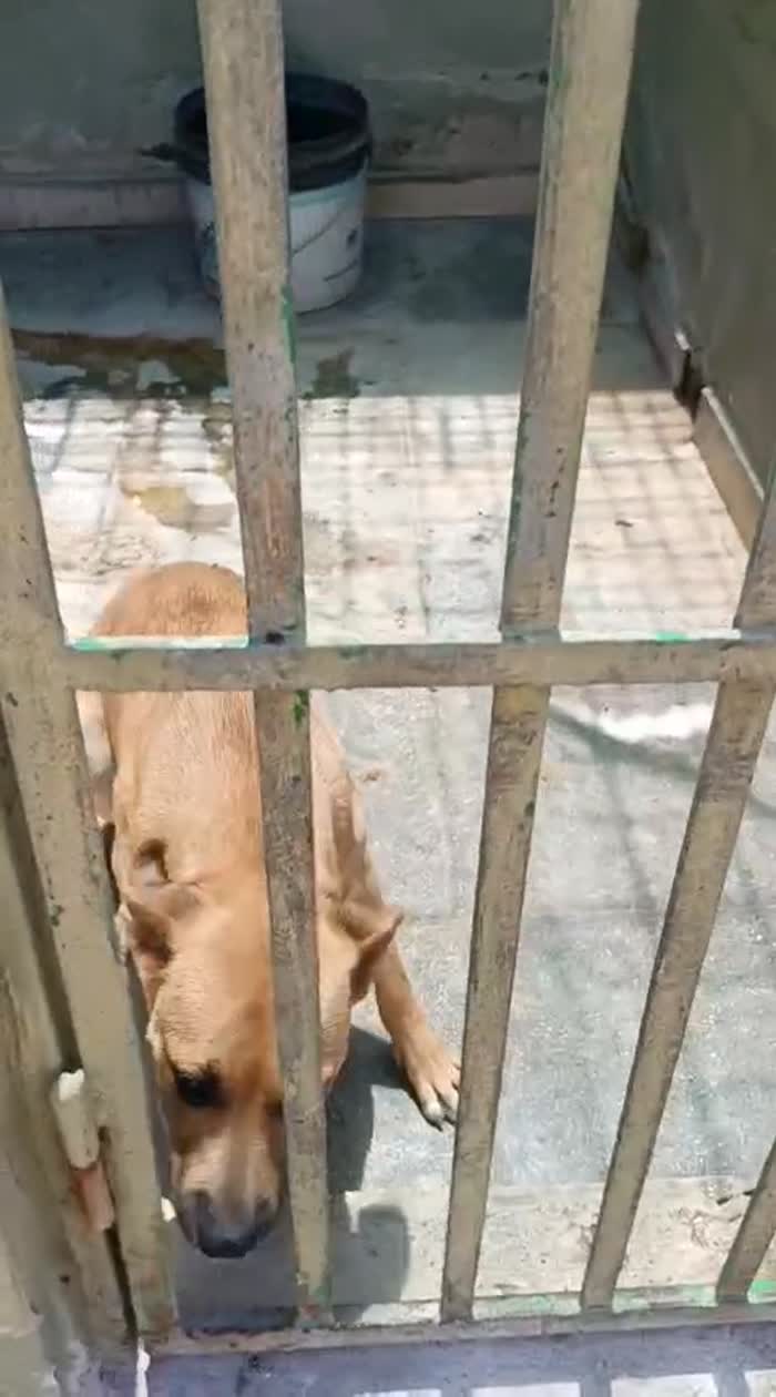 Andreina dolcissima cagnolina cerca casa - media 7
