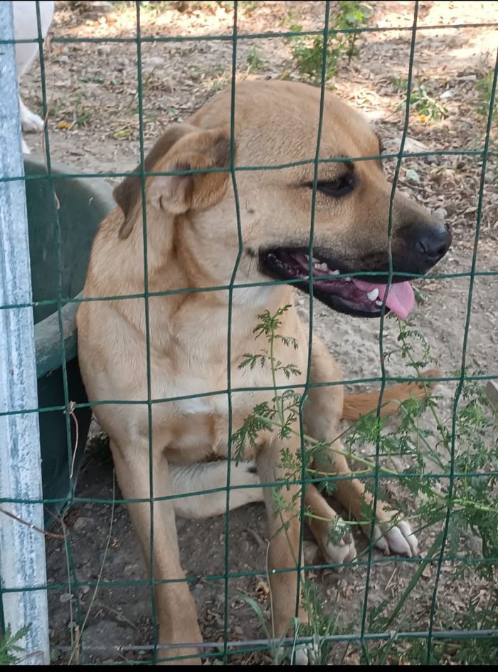 Andreina dolcissima cagnolina cerca casa - media 6
