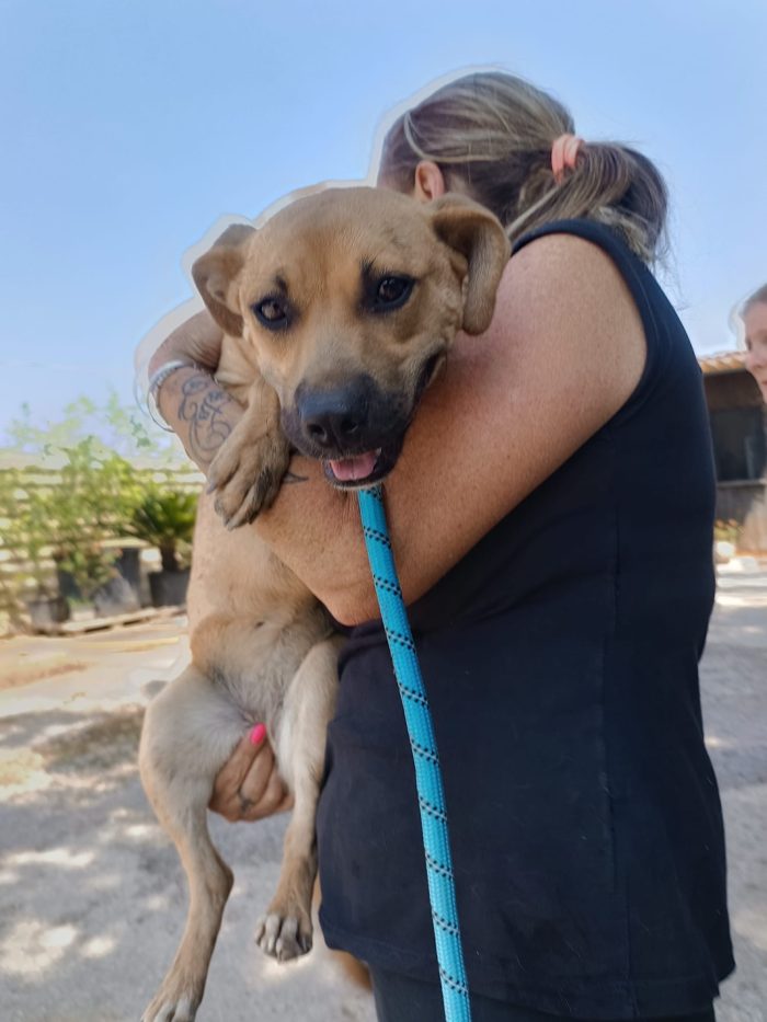 Andreina dolcissima cagnolina cerca casa - media 5