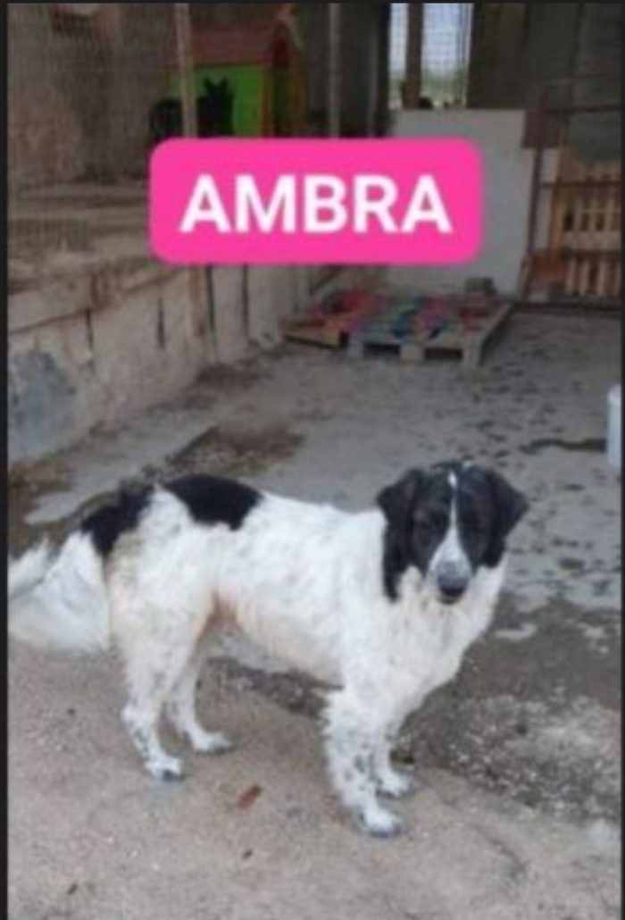 Ambra circa 5anni tg grande rimasta completamente sola ..nessuno la vuole.NAPOLI