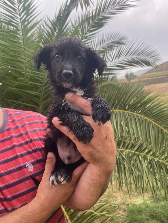 Cucciolo due mesi