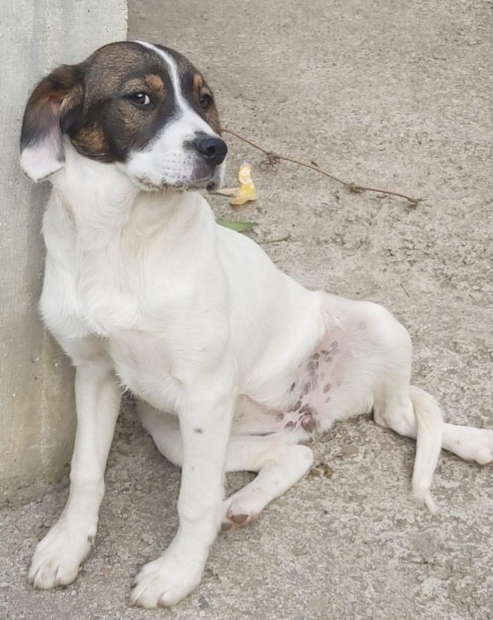 2 mix Breton 3anni in un pessimo canile.CALABRIA( adozione anche separata)