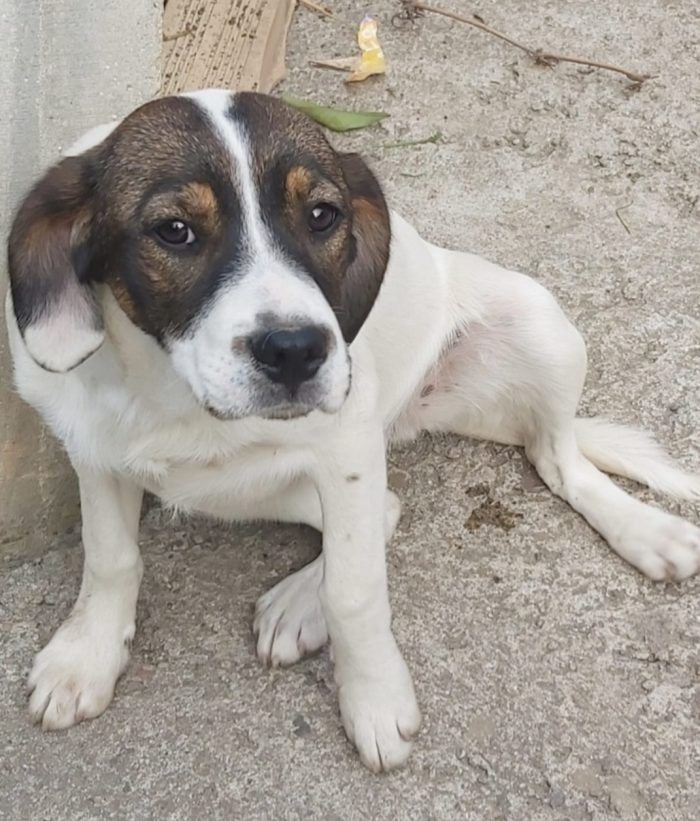 2 mix Breton 3anni in un pessimo canile.CALABRIA( adozione anche separata)