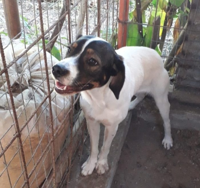 2 mix Breton 3anni in un pessimo canile.CALABRIA( adozione anche separata)