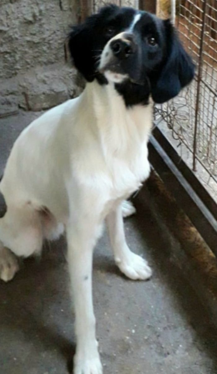 2 mix Breton 3anni in un pessimo canile.CALABRIA( adozione anche separata) - media 8