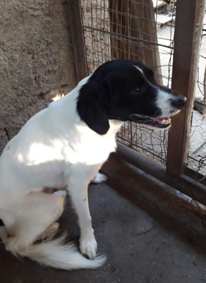 2 mix Breton 3anni in un pessimo canile.CALABRIA( adozione anche separata) - media 6