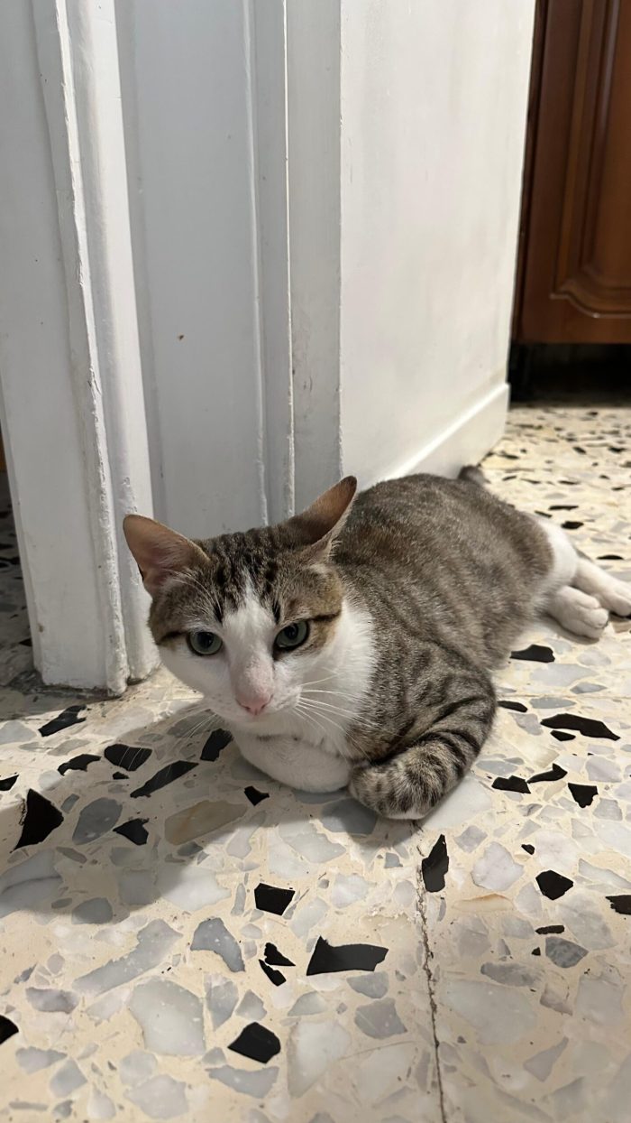 Tommy, 7 mesi, gatto, maschio