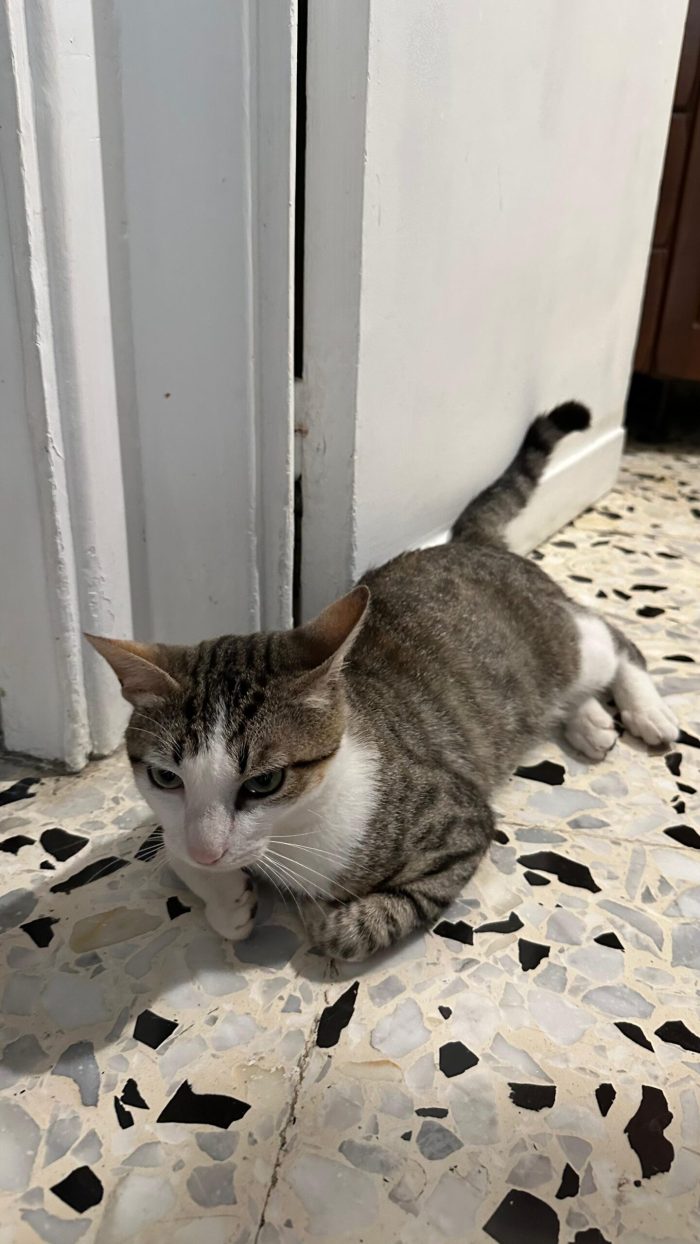 Tommy, 7 mesi, gatto, maschio - media 5