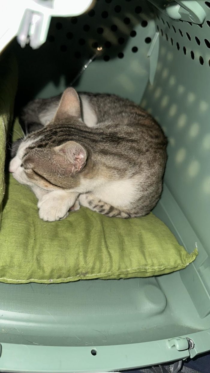Tommy, 7 mesi, gatto, maschio - media 6