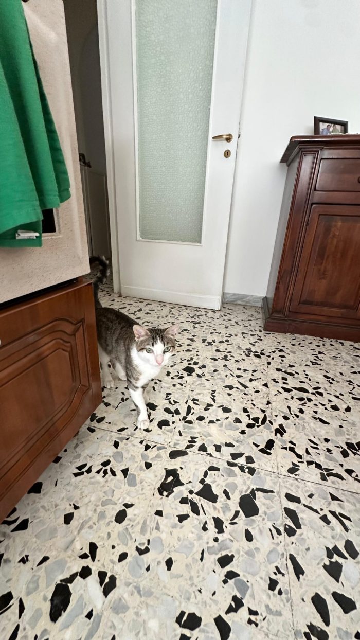 Tommy, 7 mesi, gatto, maschio - media 4