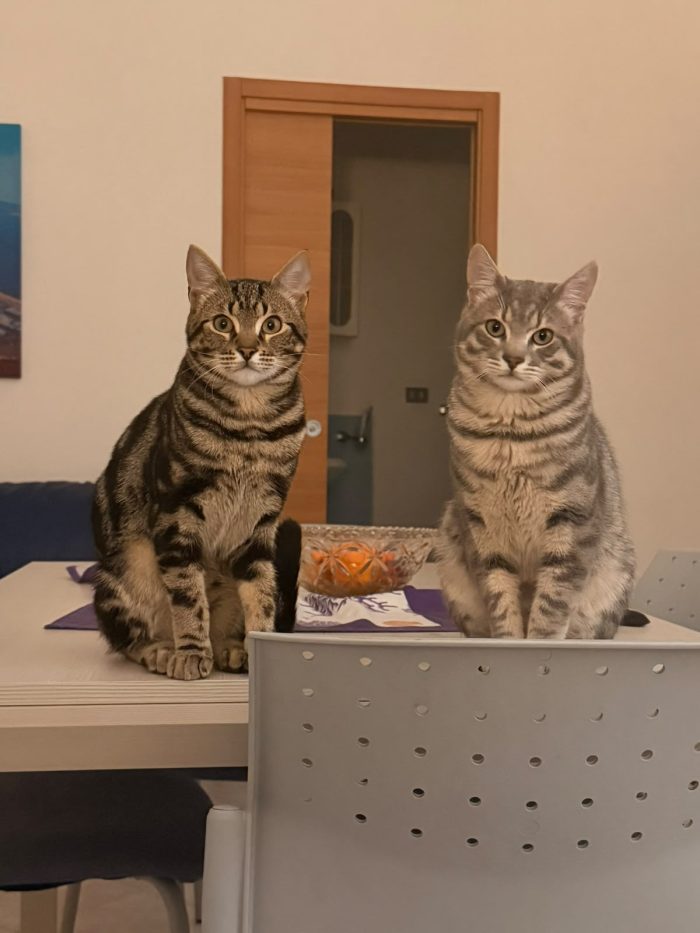 Chico e Icaro, 1 anno, gatti maschi