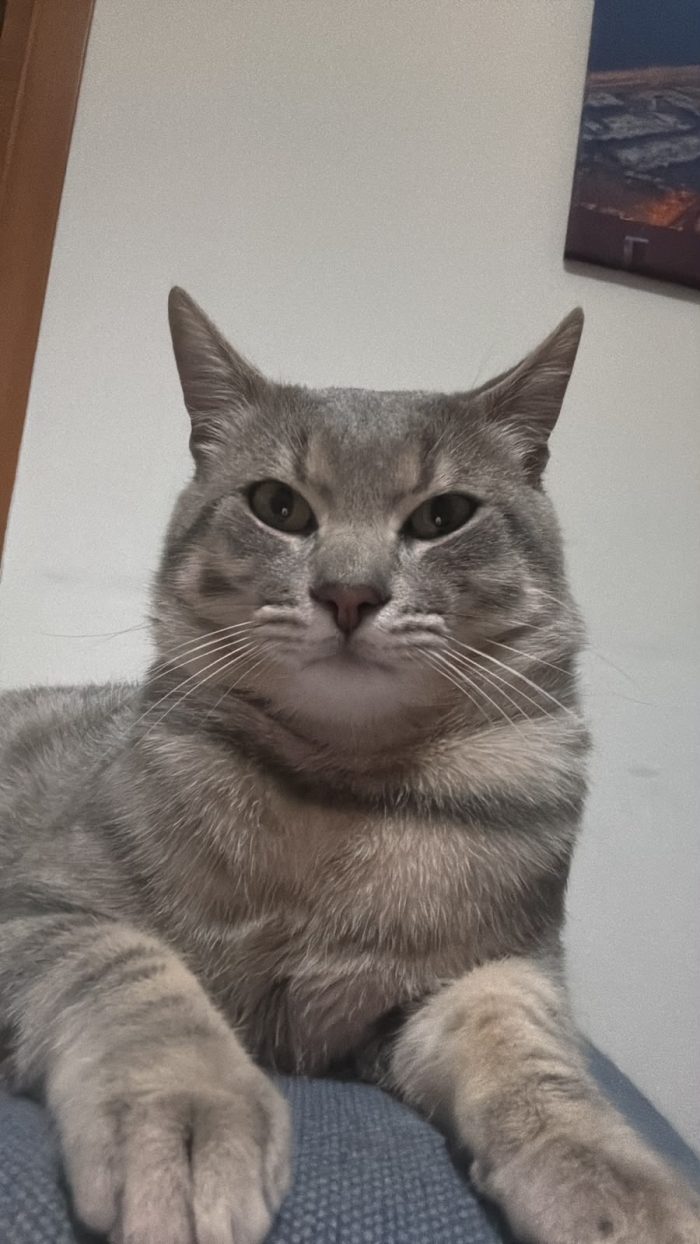 Chico e Icaro, 1 anno, gatti maschi