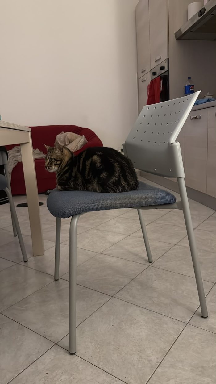 Chico e Icaro, 1 anno, gatti maschi - media 4