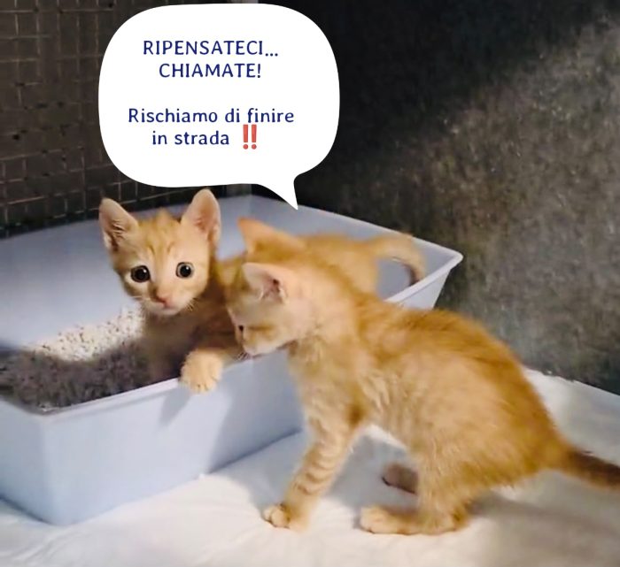 NON SEPARIAMO QUESTE PICCOLE DOLCEZZE INDIFESE